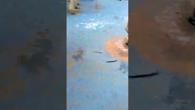 ппм смотреть онлайн