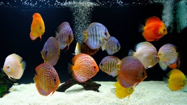 Дискус в 250 л аквариуме. Diskus im 250l Aquarium .Discus Planted Tank.