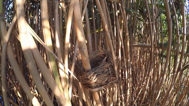Камышовка дроздовидная 160617 3 за речкой вылет птенцов 20 смотреть онлайн