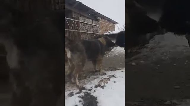 caucazian смотреть онлайн