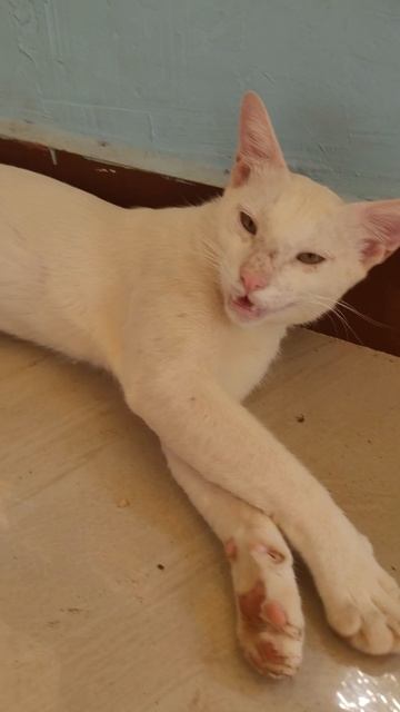 Барсик, кот хозяина к нам пришёл. #pets смотреть онлайн