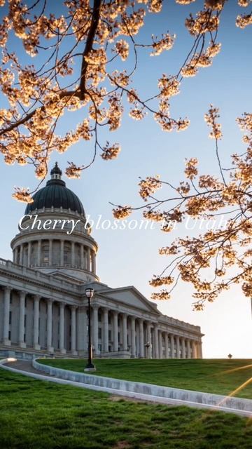 Cherry blossom in Utah #travel #utah #spring #photography #cherryblossom #flowers #trees смотреть онлайн