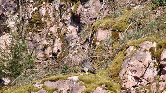 Wanderfalke/Сапсан /Peregrine falcon/Halcón Peregrino /الشاهين / смотреть онлайн