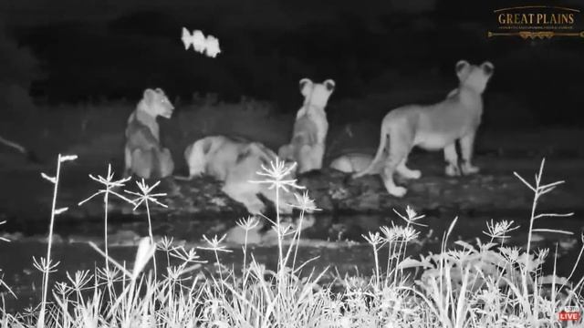 Lion family at Ol Donyo. africamLIVE. 23 May 2023 смотреть онлайн