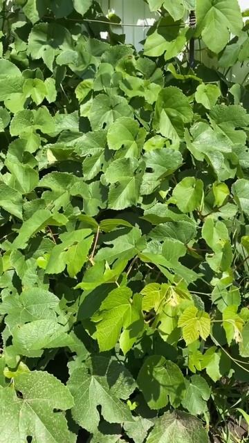 Укоренила виноград без заморочек. смотреть онлайн