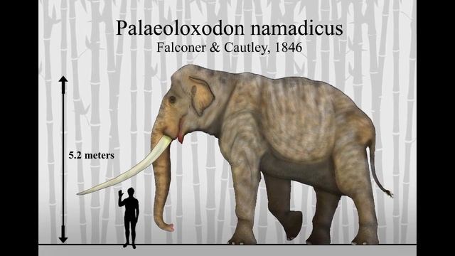 Palaeoloxodon Namadicus • El Elefante Asiático de Colmillos Rectos • PaleoPedias 🇮🇳 смотреть онлайн