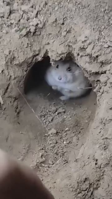 очень милый хомячок🥺♥️ смотреть онлайн
