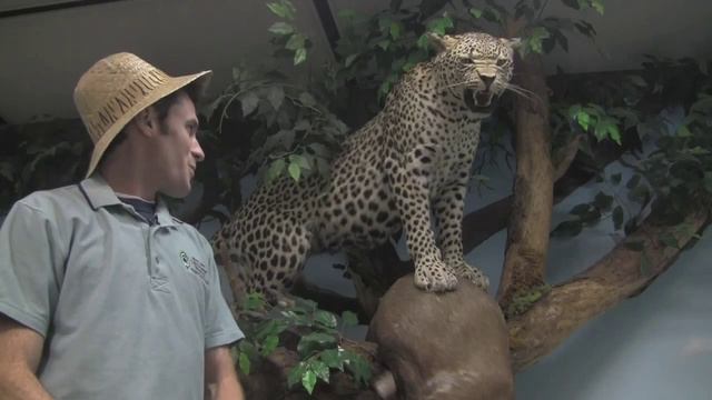 Leopard смотреть онлайн