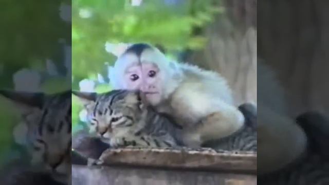 Кайфуем сегодня мы стабой кайфуем смотреть онлайн