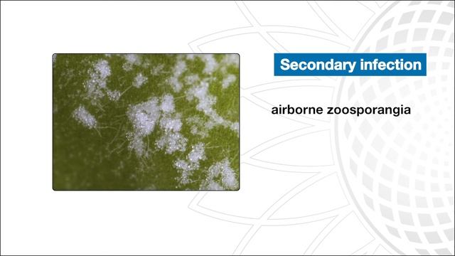PLENARIS™ - Taking Downy Mildew Control in Sunflower to New Heights смотреть онлайн