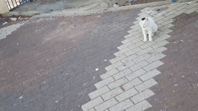 #кошки #коты 06.06.24. СТОЛ 1 смотреть онлайн