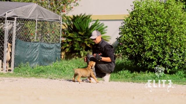 socializing dogs and Pups смотреть онлайн