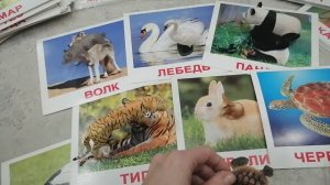 Методика Глена Домана. Игры с карточками домана. Часть 2