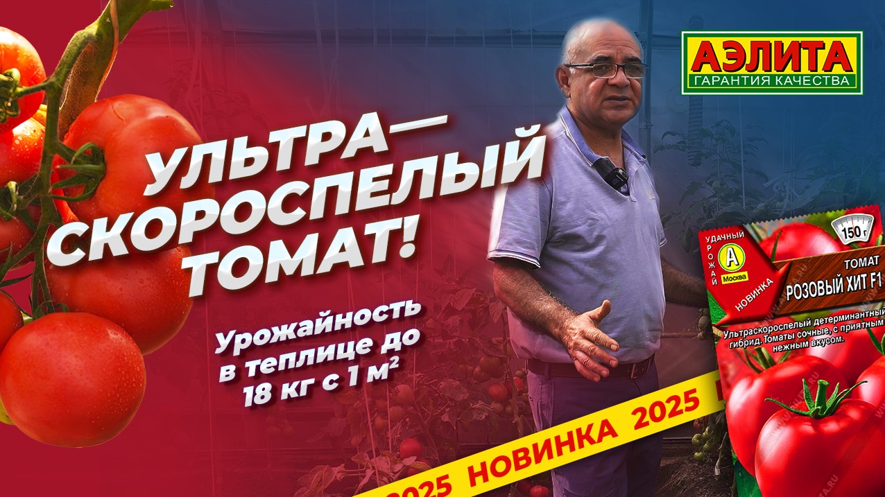 Ультраскороспелый и очень урожайный томат РОЗОВЫЙ ХИТ F1 смотреть онлайн