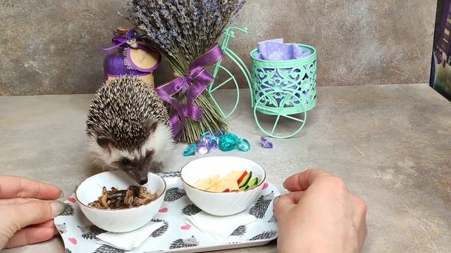 Ёжик-фотомодель смотреть онлайн