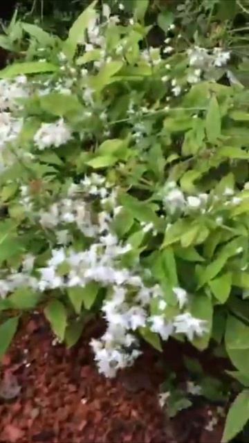 Какие они, венские уличные цветы? смотреть онлайн