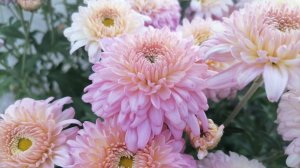 №97 Корейская хризантема БЕЛГ 06-16