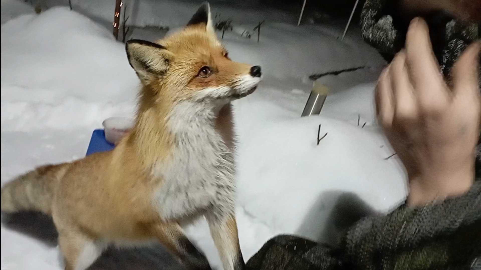 (969) Лиса приходит в гости. Март 2025 смотреть онлайн