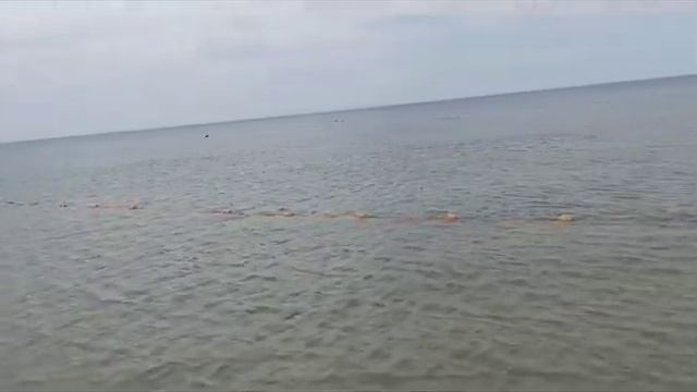 Дельфины на центральном пляже в Витязево смотреть онлайн