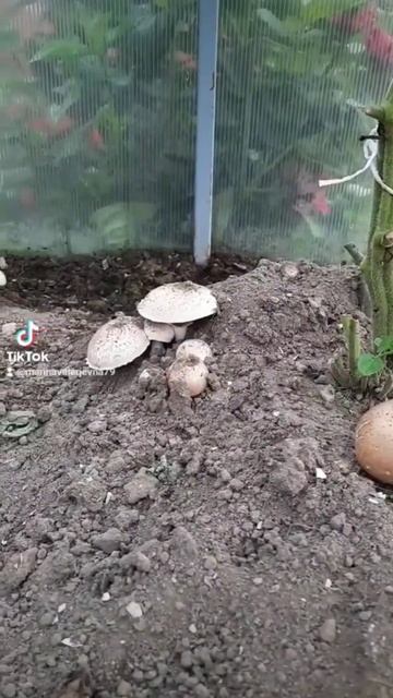 грибы в теплице выросли 😆 #жизньвдеревне смотреть онлайн