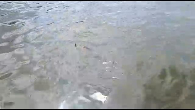 Волга 07.2021 Щука 5кг смотреть онлайн