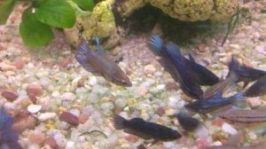 Внутренний фильтр для аквариума своими руками Компонент биологической очистки