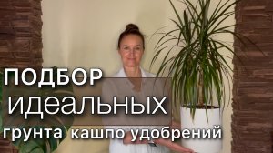ПЕРЕСАДКА Драцены Точный рецепт грунта Новое красивое кашпо Растение в интерьере Как поливать
