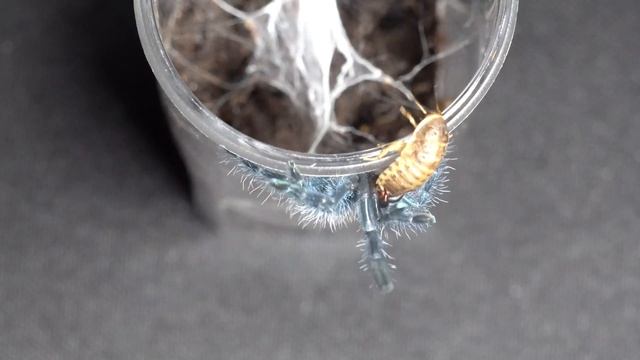 Are these the cutest tarantulas? (FT. caribena versicolor) смотреть онлайн