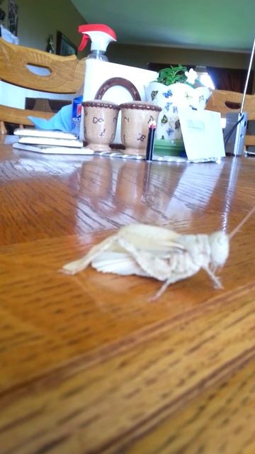 Albino grasshopper смотреть онлайн