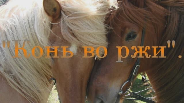 Конь во ржи. смотреть онлайн