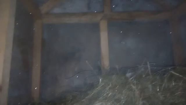 Puppies from aboriginal CAS смотреть онлайн