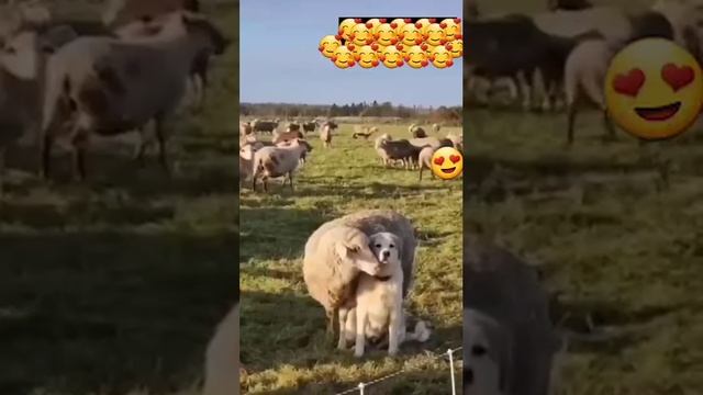 Стадо и пастушонок смотреть онлайн
