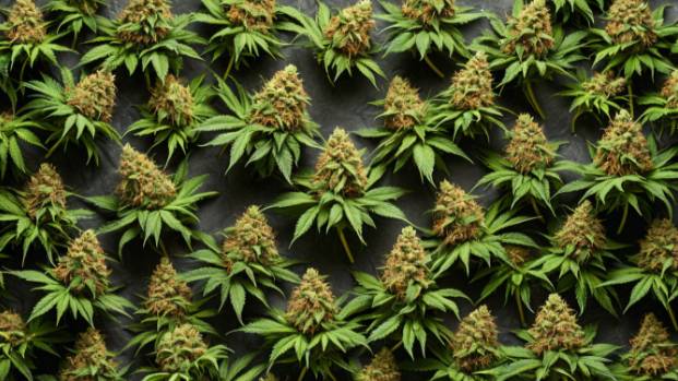 Конопля в Китае_ засаживают 100 000 га конопли и перерабатывают, шинели, белье, текстиль из конопли смотреть онлайн