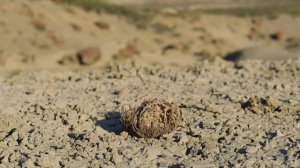 Зелёная планета 4 серия «Пустынные миры» (документальный сериал, 2022)