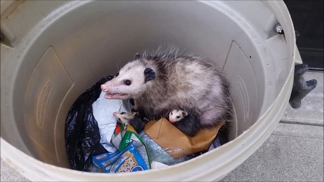 A Mother Opossum and Her Babies смотреть онлайн