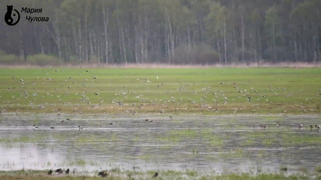 Полёт турухтанов в дождь (Мария Чулова @вебму́шка) 05.05.2018 смотреть онлайн