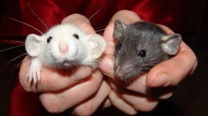 Крыса дамбо: Милые грызуны, против которых выступают некоторые крысоводы. Почему?