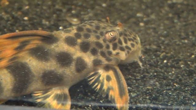 Peckoltia sabaji L075 смотреть онлайн