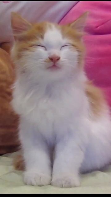 Sleepy Kitten Trying to Stay Awake #kitten #kittens #kitty смотреть онлайн