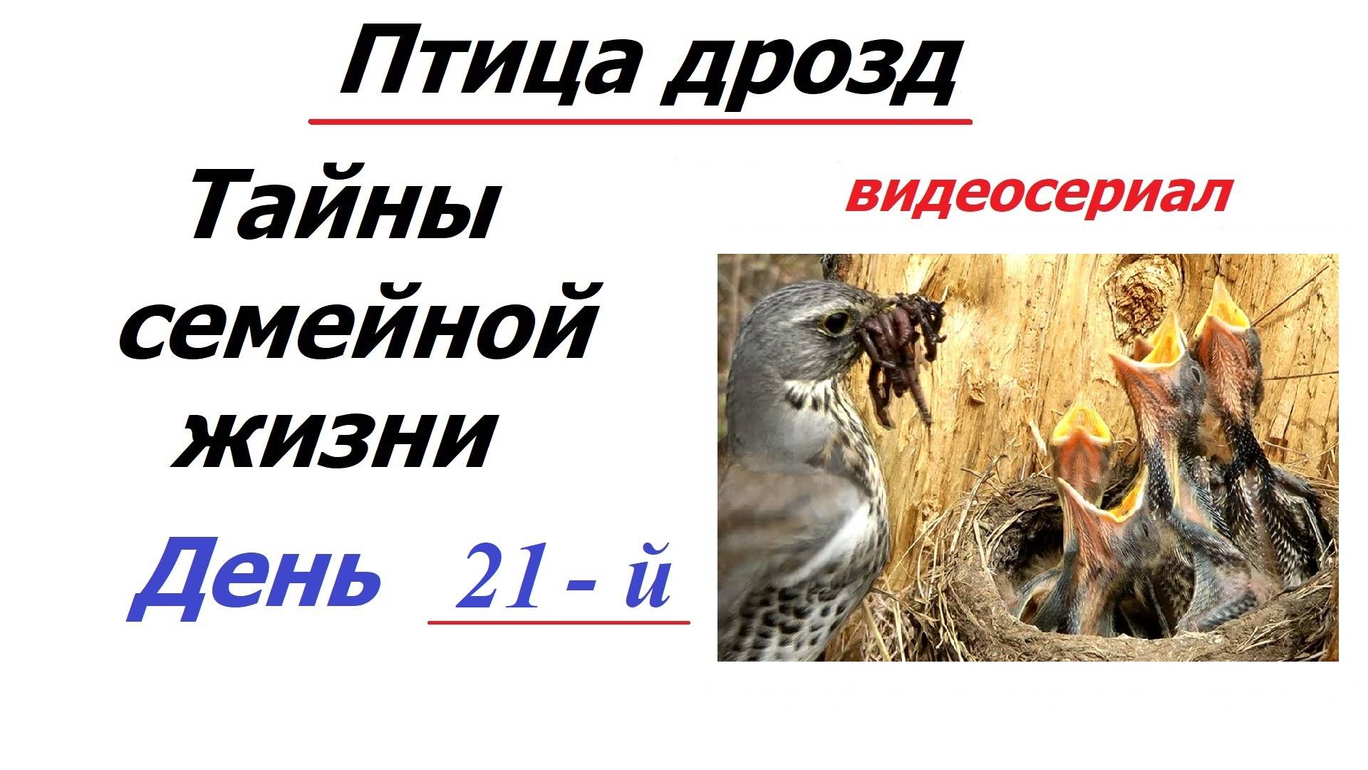История одной птичьей семьи. День 21-й. Сериал смотреть онлайн
