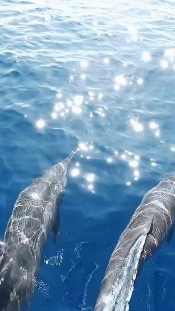 Wildlife Encounters: Exploring New Zealand's Unique Fauna #shortsfeed #travel #explore смотреть онлайн