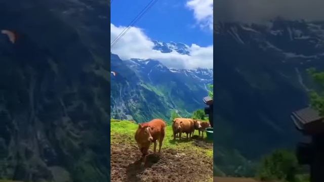 Жизнь в горах! смотреть онлайн