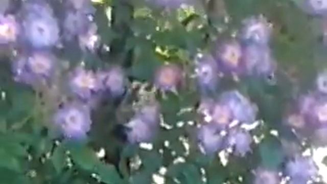 Кущ з синіми квітами смотреть онлайн