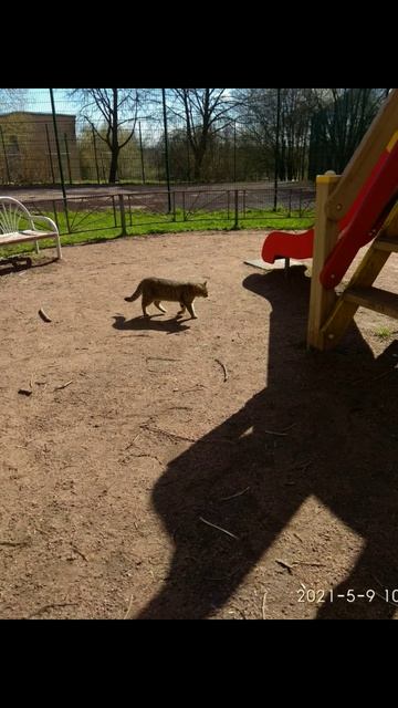 В фокусе смотреть онлайн