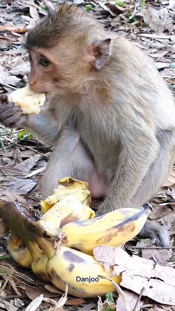 #Monkeys #ASMRMongkey #Monkeyeating #Веселая Обезьяна #Обезьяна ест / #Обезьяны #shorts смотреть онлайн