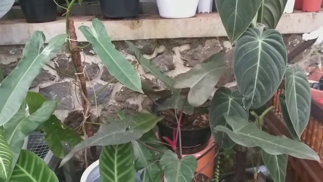 JUAL TANAMAN KOLEKSIAN PALING LENGKAP смотреть онлайн