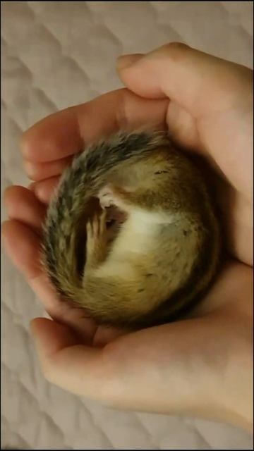 손에서 잠든 다람쥐 Chipmunk sleeping in my hand смотреть онлайн