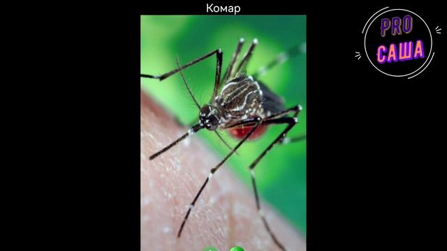 Развитие. Игры. Дети. НАСЕКОМЫЕ. Мультики. Обучающие игры. Увлекательное обучение. смотреть онлайн