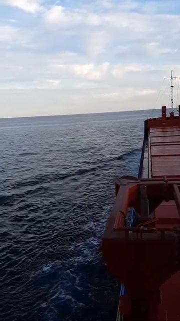 Дельфины в Ирландском море. Всегда, когда их видишь, радуешся как ребенок.