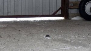 Кошка Мыфка и мышка